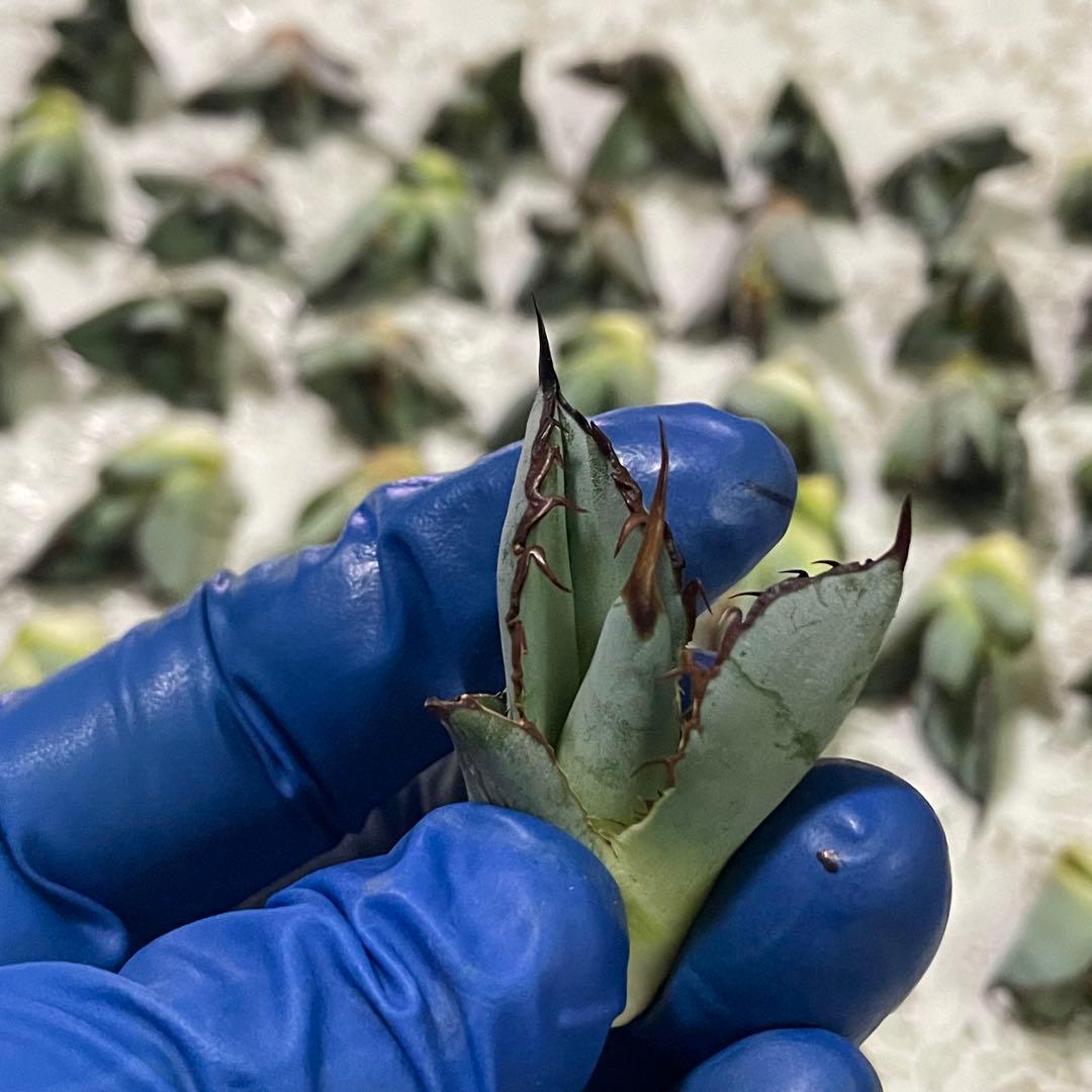 多肉植物 アガベ チタノタ ブラックアンドブルー BB子株 48株同梱