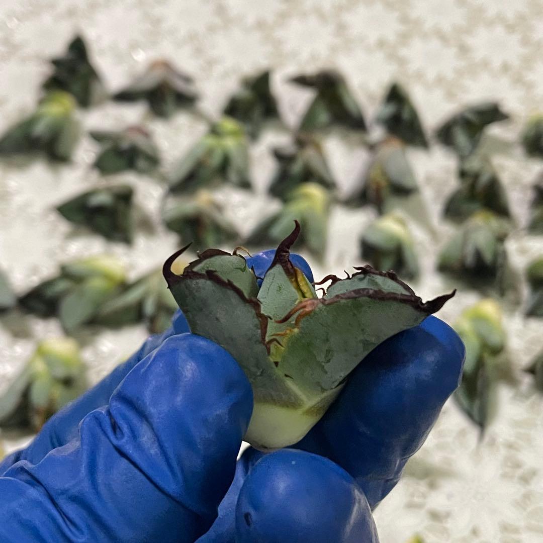 多肉植物 アガベ チタノタ ブラックアンドブルー BB子株 48株同梱