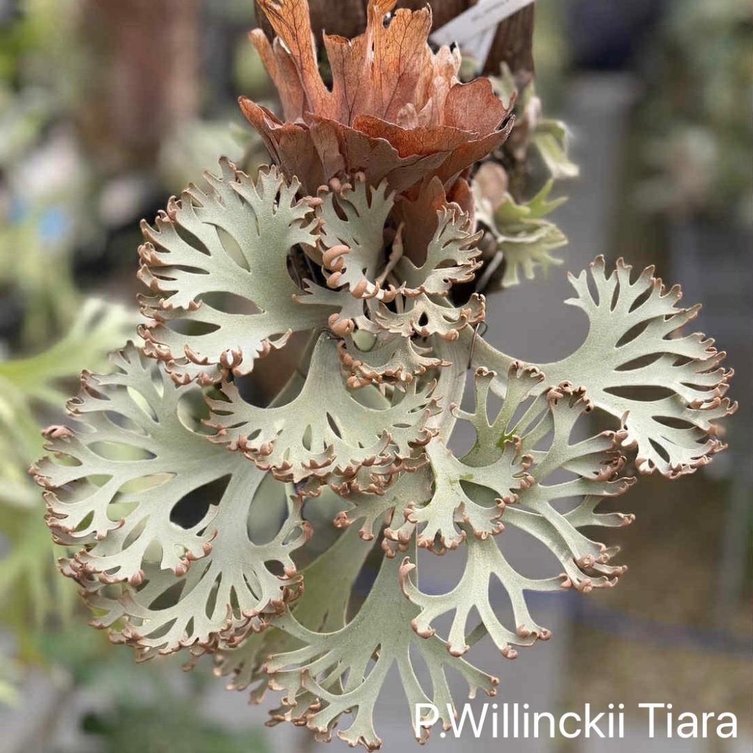 ビカクシダ P.Willinckii Tiara spore 04