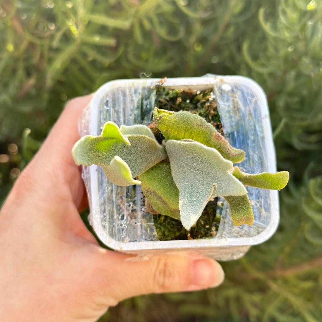 ビカクシダ P.Willinckii Tiara spore 04