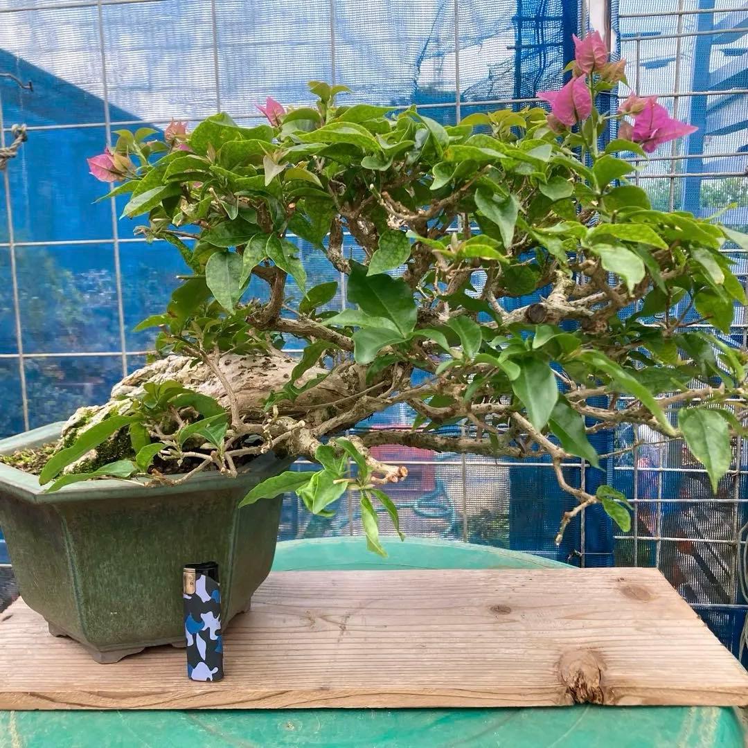 ブーゲンビリア 八角形鉢植え