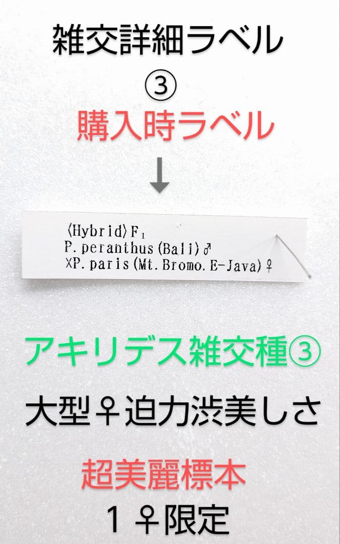 年末価格‼️スーパー美麗アキリデス雑交種 大型♀標 86mm雑交詳細画像確認