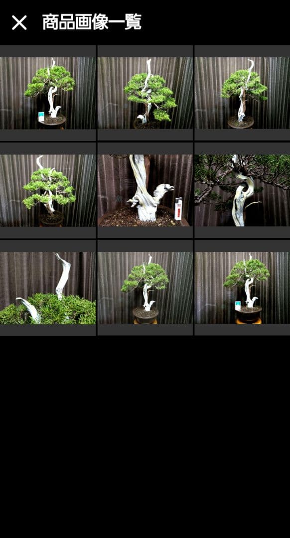 【創作　糸魚川真柏盆栽】　　　　　　　¥特価、タヌキ…