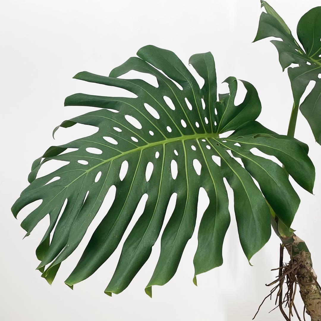 観葉植物 モンステラ