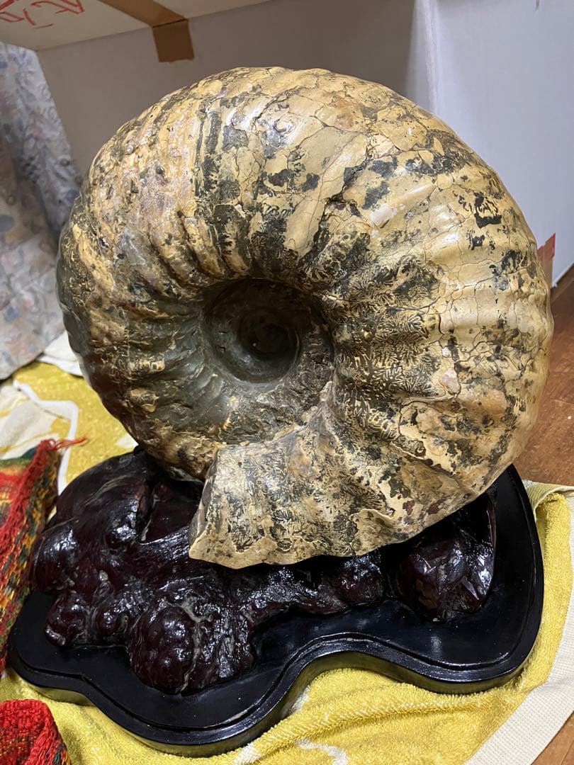 希少 十勝産 アンモナイトの化石