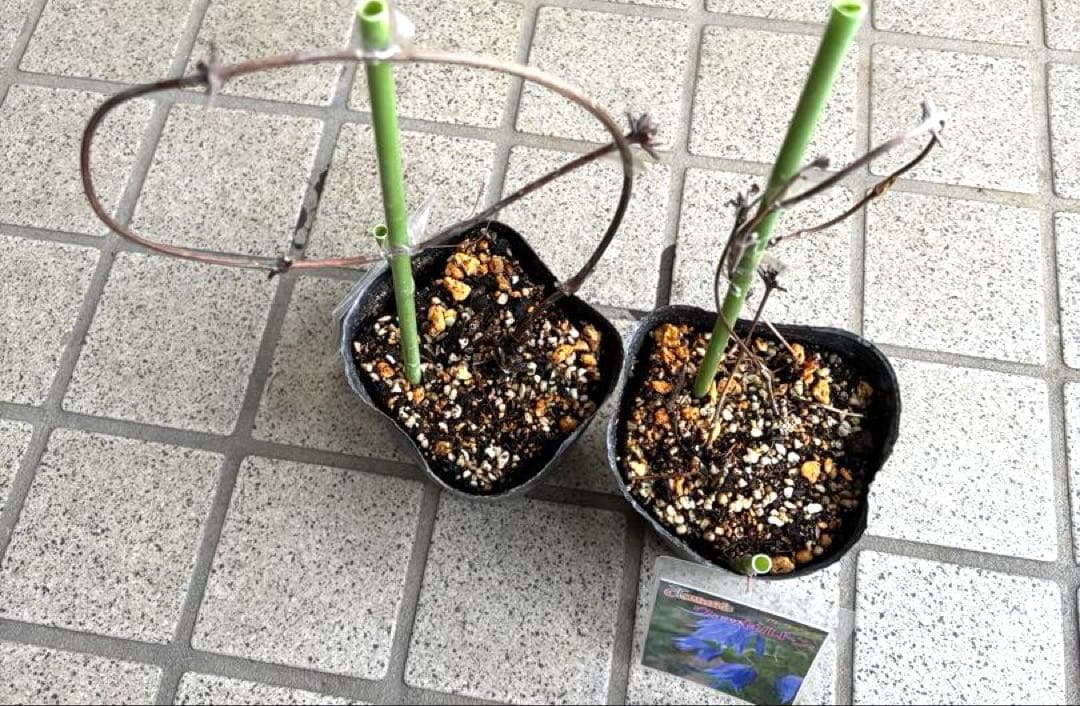 クレマチス苗　花苗　多年草　宿根草　ガーデニング　激レア　生花