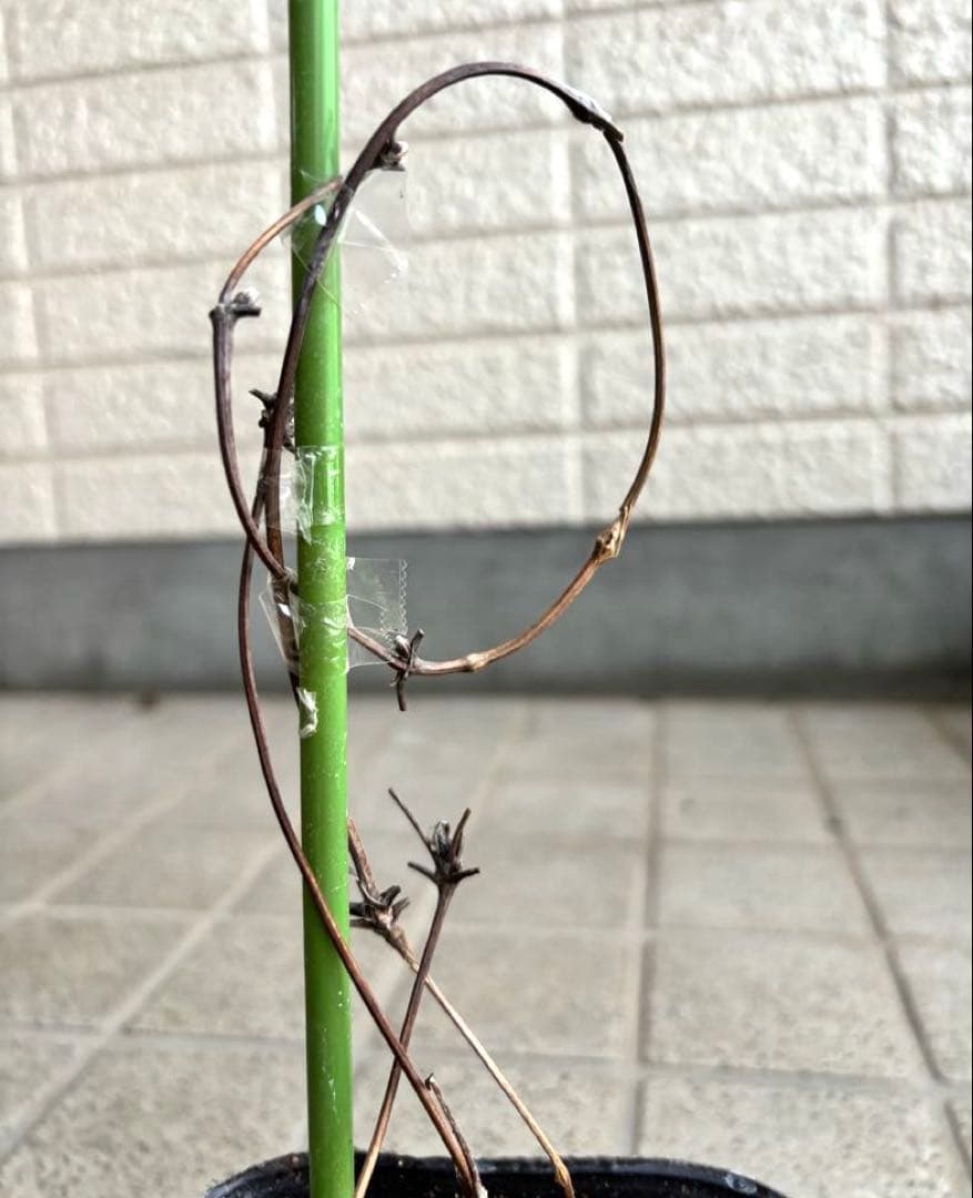 クレマチス苗　花苗　多年草　宿根草　ガーデニング　激レア　生花