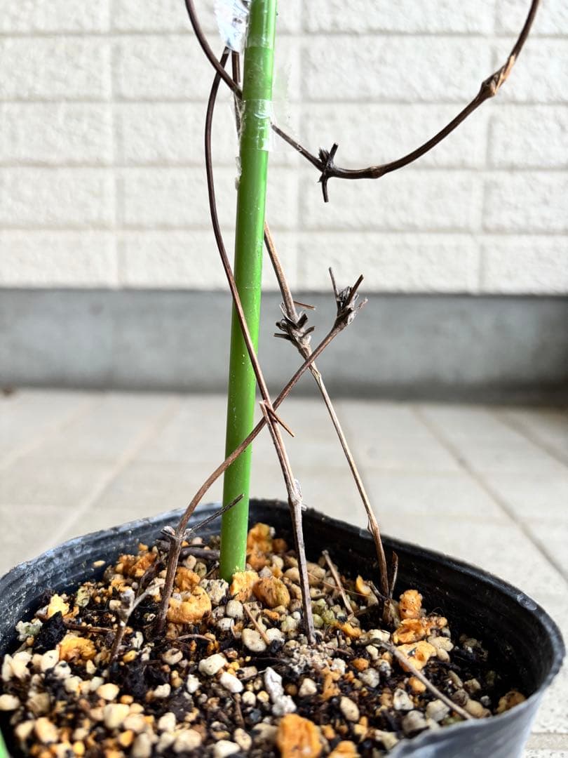 クレマチス苗　花苗　多年草　宿根草　ガーデニング　激レア　生花