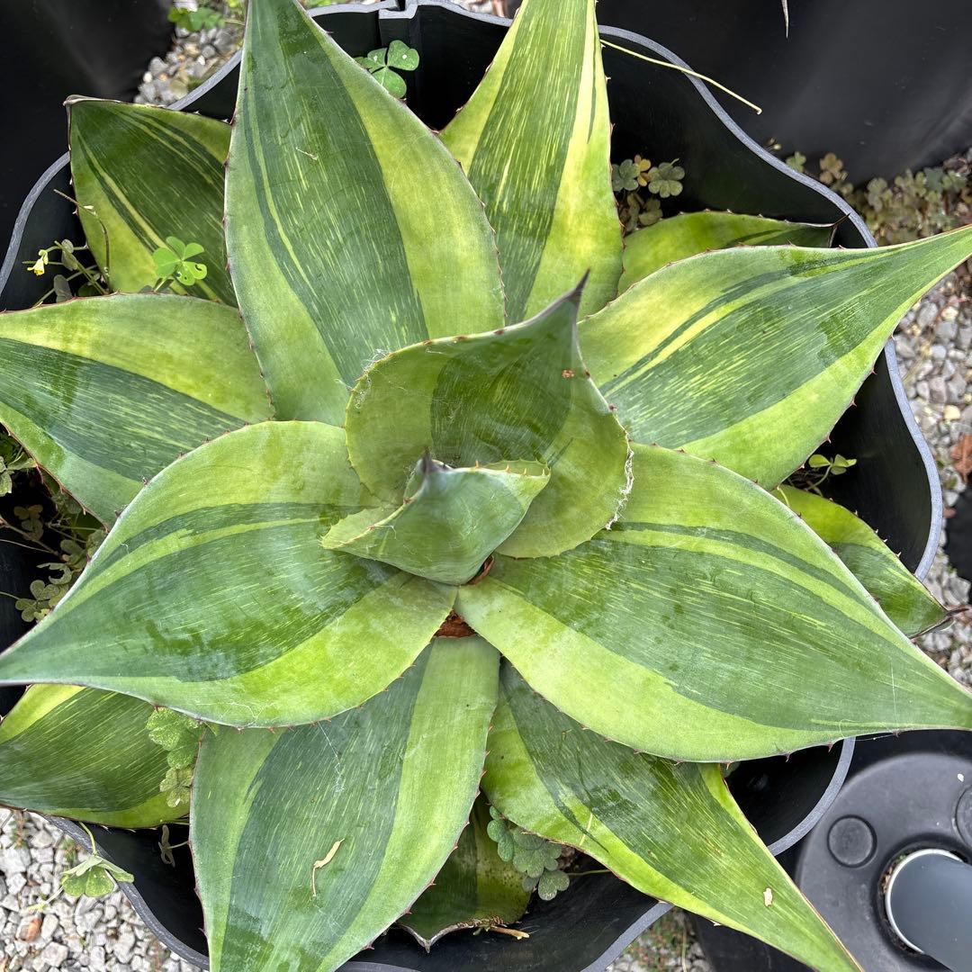 アガベ　オバティフォリア　キラー