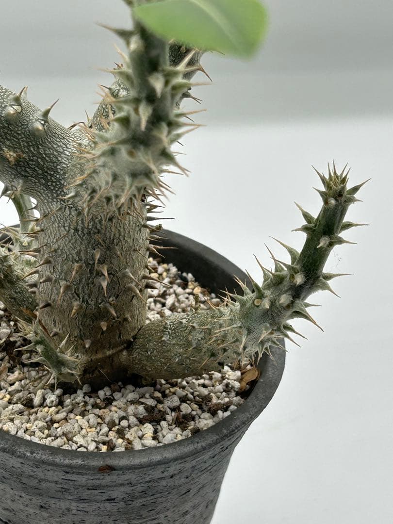 パキポディウム　グラキリス　自家実生6年　落葉中