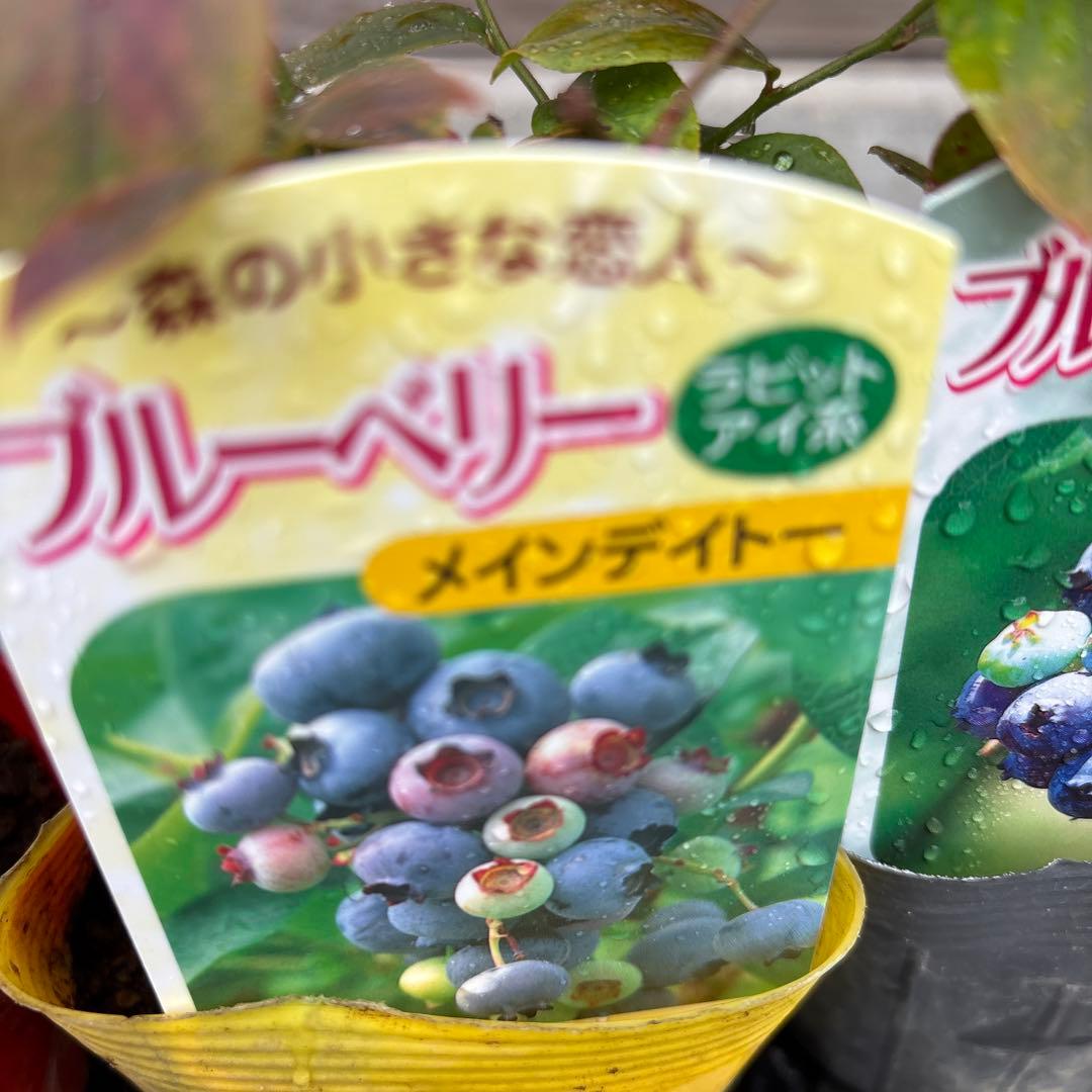 ✨ラビットアイ系ブルーベリー問い合わせ用✨