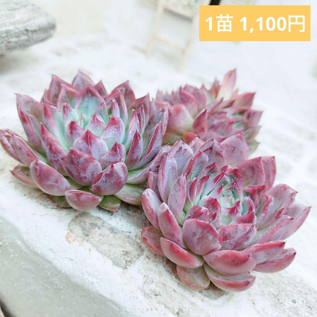 アンジェラ(白粉)◎多肉植物 カット苗 韓国苗 エケベリア等