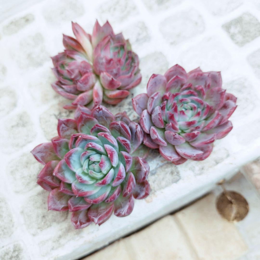 アンジェラ(白粉)◎多肉植物 カット苗 韓国苗 エケベリア等