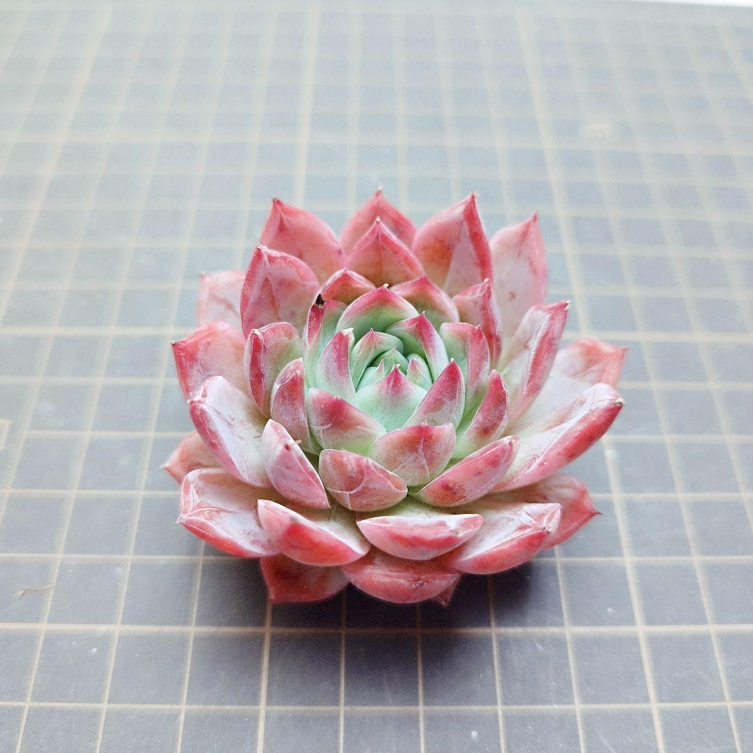 アンジェラ(白粉)◎多肉植物 カット苗 韓国苗 エケベリア等