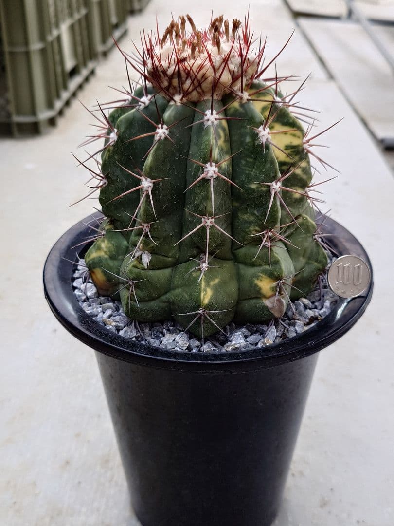 サボテン　メロカクタス　姫冠雲錦　実生　※鉢のまま発送