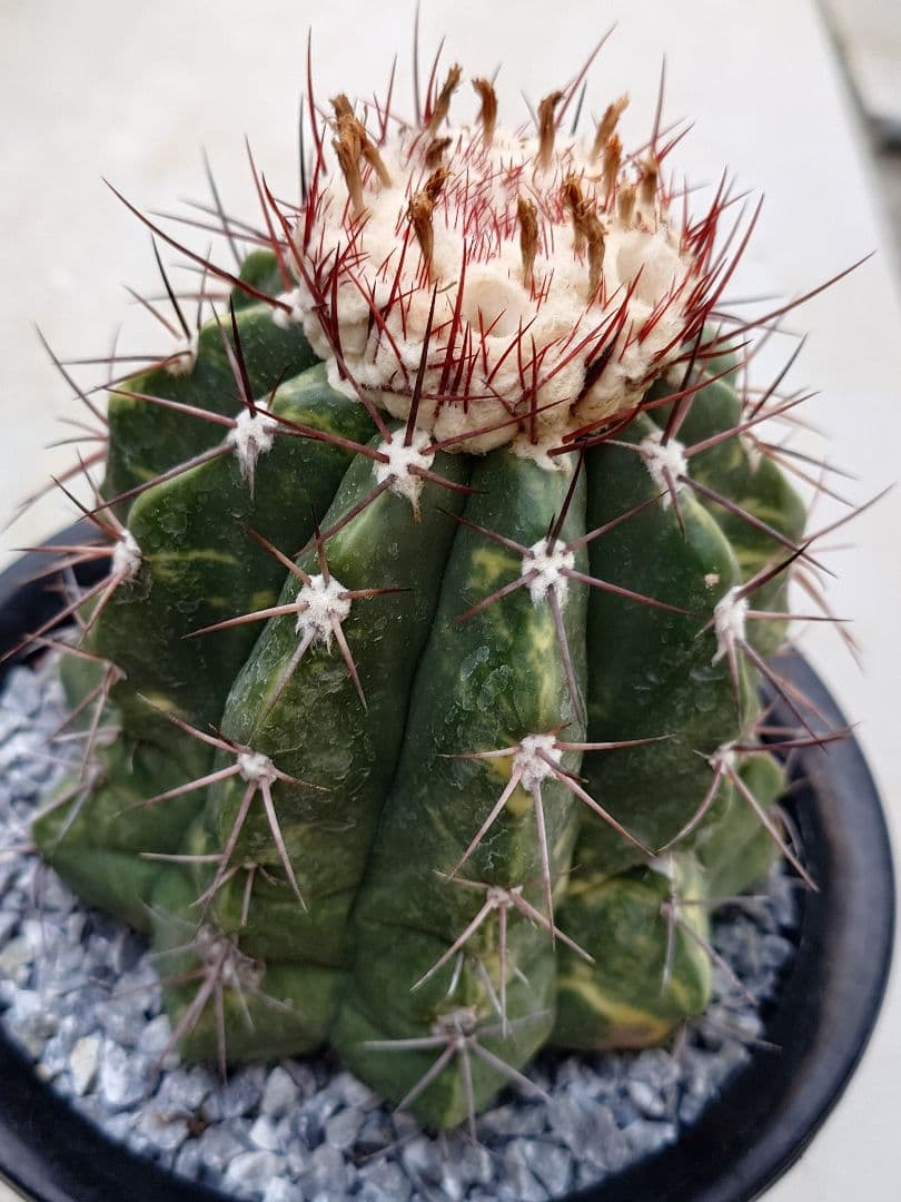 サボテン　メロカクタス　姫冠雲錦　実生　※鉢のまま発送