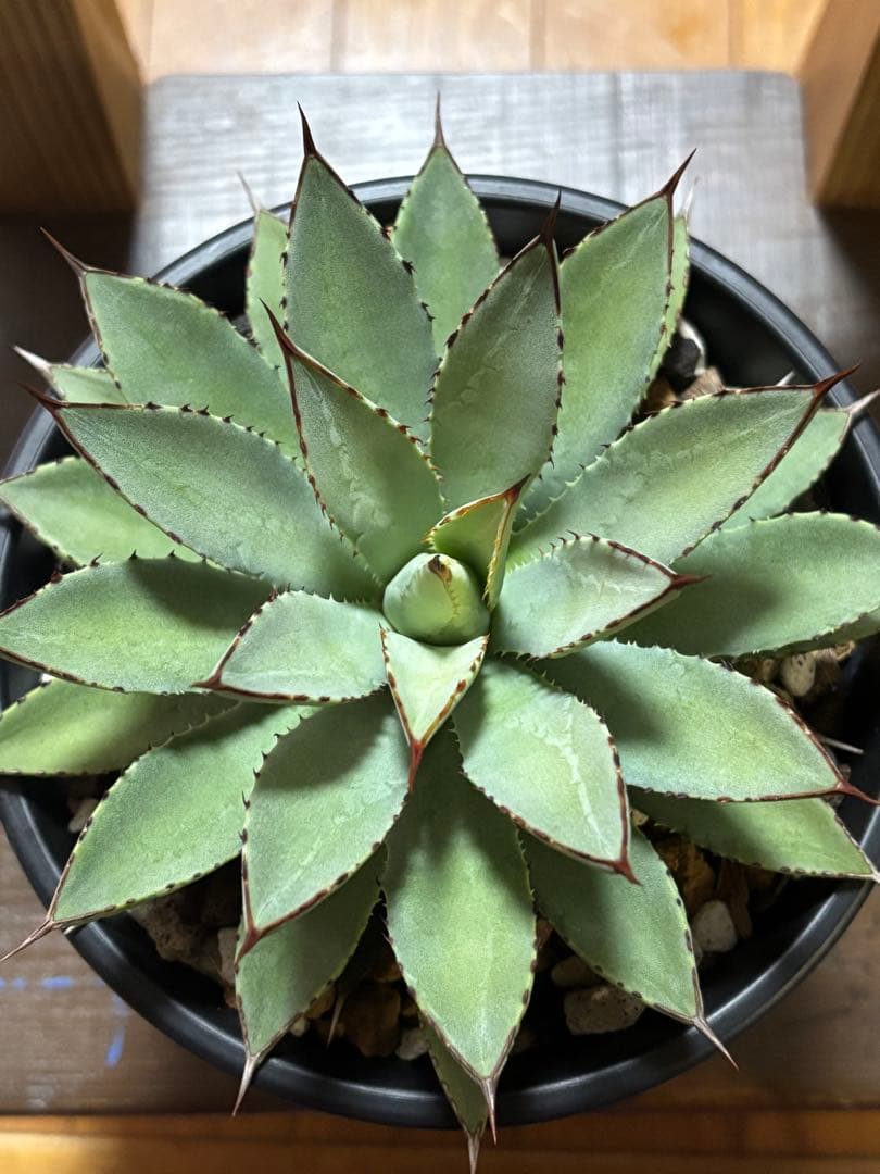 アガベハイブリッド　「ユタエンシス」×「マクロアカンサ」