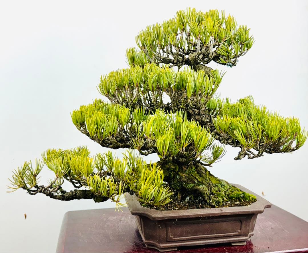 五葉松盆栽【5】