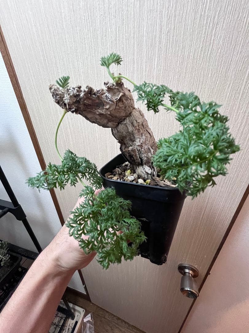 【現地株国内管理5年】冬型　ペラルゴニウム トリステ　発根済み　大株【ラスト】