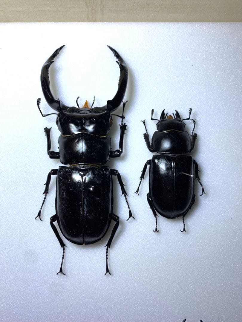 ウエストウッディオオシカクワガタ　標本ペア　♂大型83mm ♀47mm