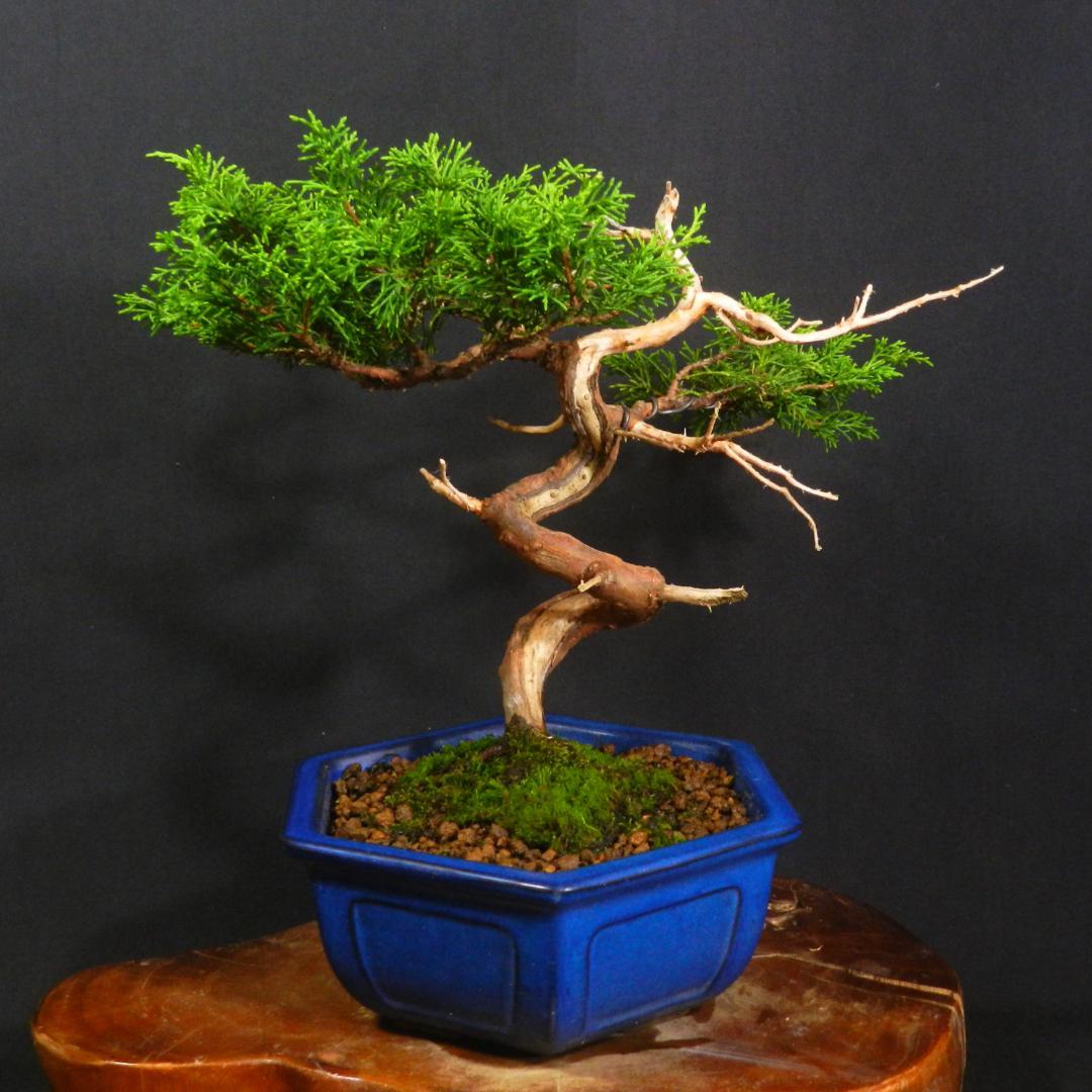 豆*郎様 【一起園芸】糸魚川真柏・小品盆栽◆人気盆栽樹・形良好な一品です◆