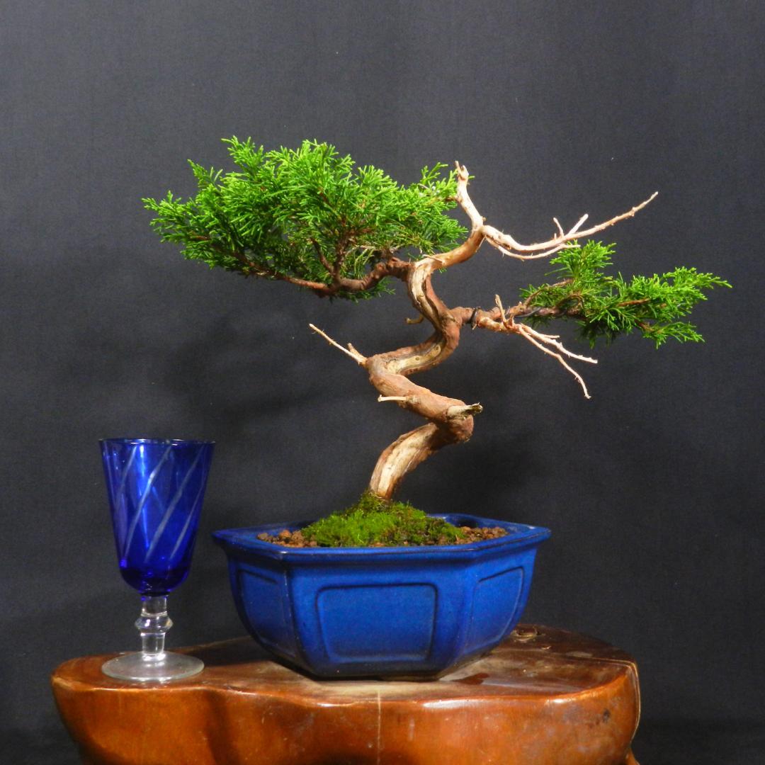 豆*郎様 【一起園芸】糸魚川真柏・小品盆栽◆人気盆栽樹・形良好な一品です◆