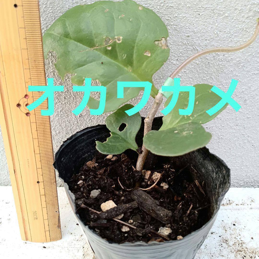 オカワカメ　抜き苗　B