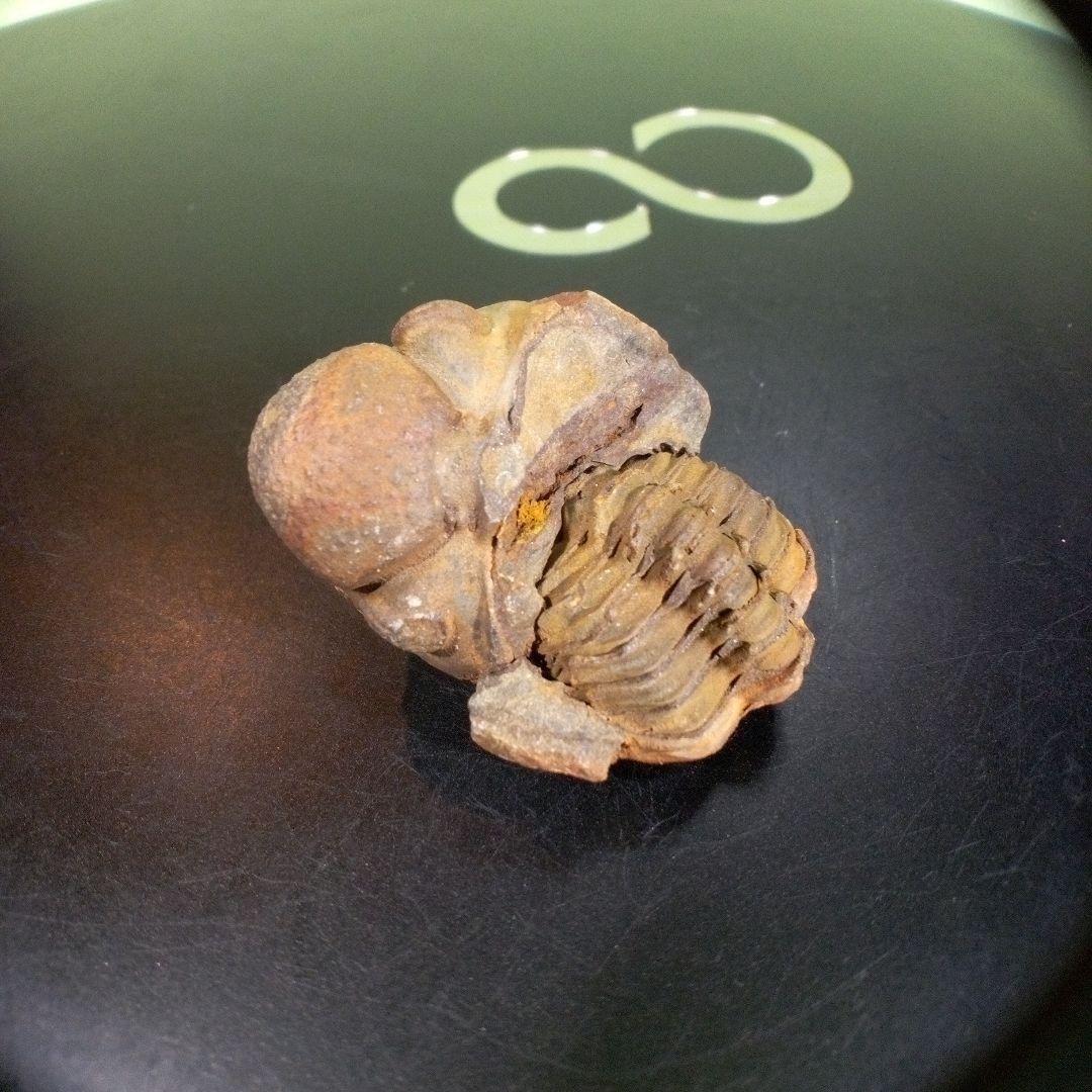 三葉虫　化石　fossil　ボリビア産　trilobite　海生動物識別⑦