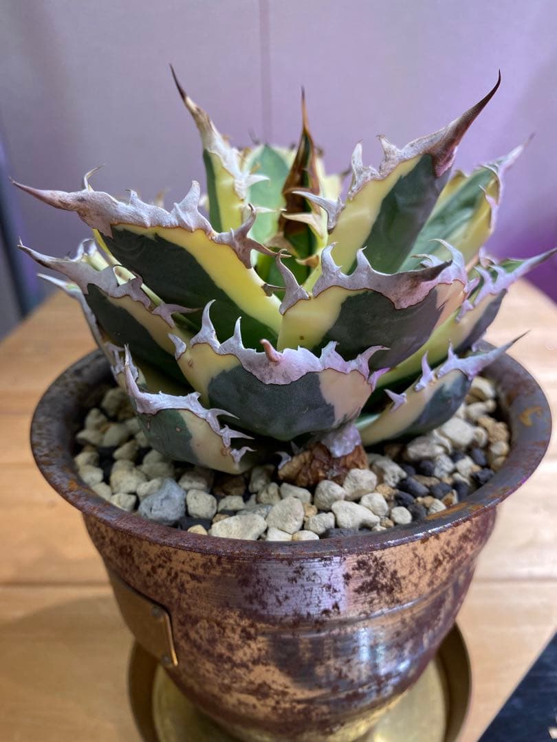 アガベ　チタノタ　スナグルトゥース　検)オテロイ　titanota