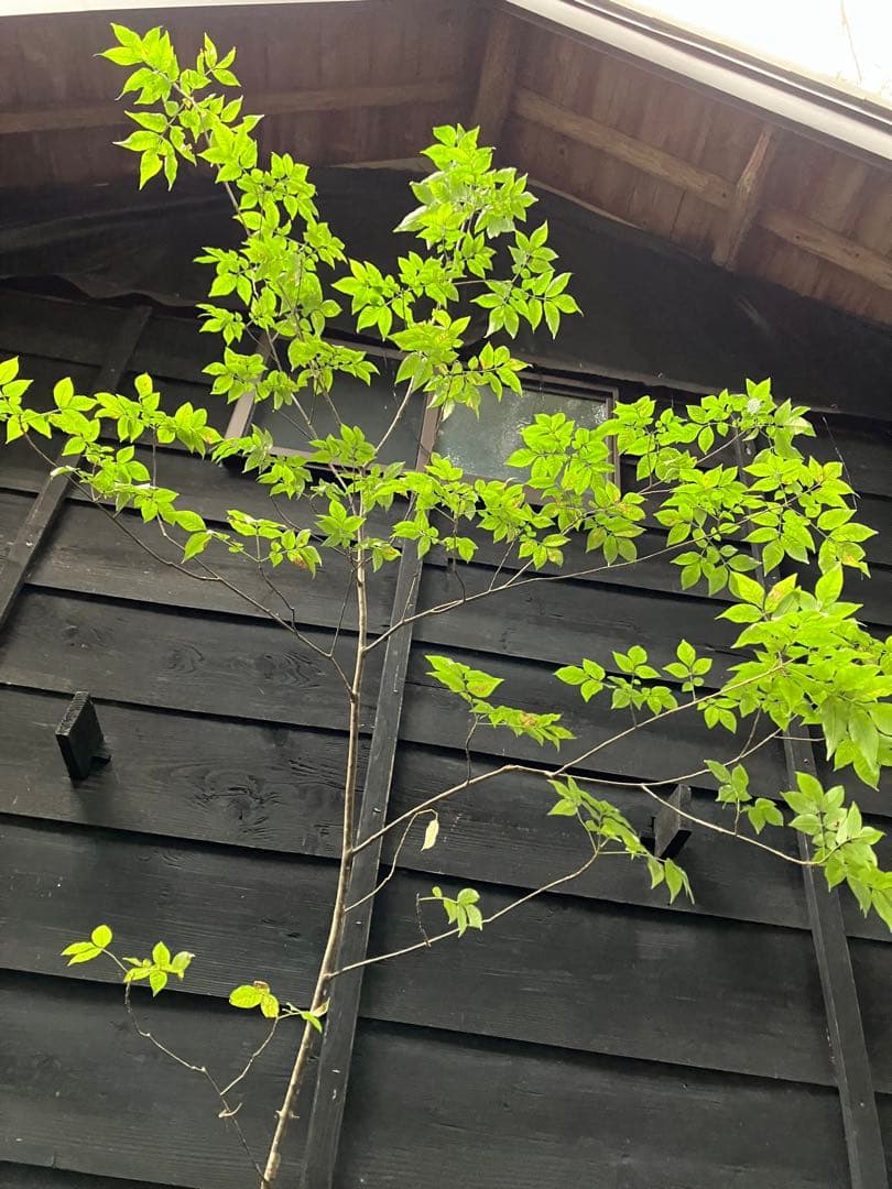 91 山採り　アオダモ　ミヤマガマズミ付き