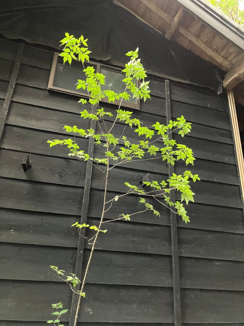 91 山採り　アオダモ　ミヤマガマズミ付き