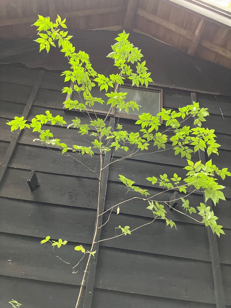 91 山採り　アオダモ　ミヤマガマズミ付き