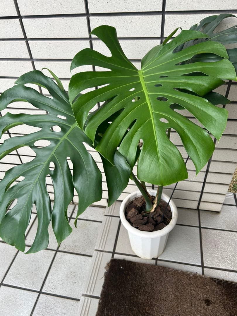 モンステラ　デリシオーサ　１株