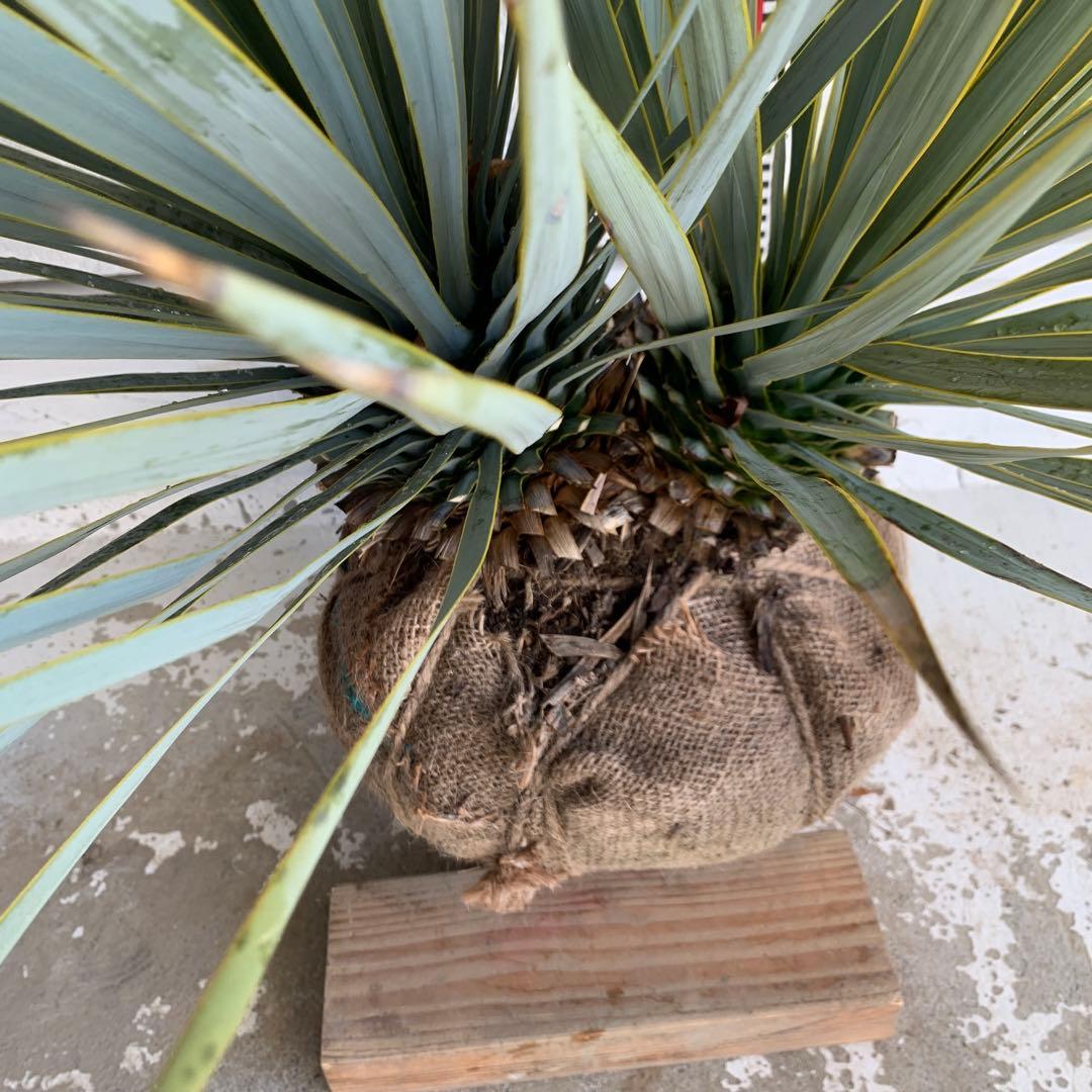 二本立ち　ユッカ　ロストラータ　【株立ち/ドライガーデン/ロックガーデン 】30