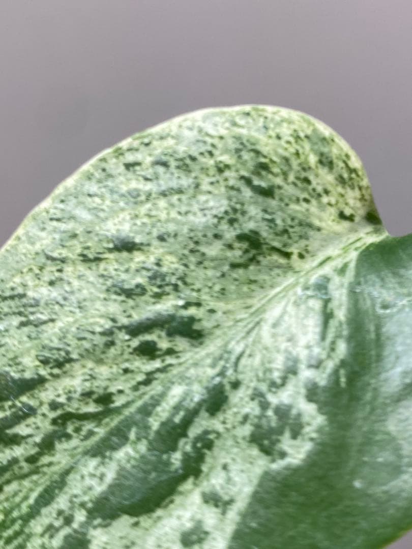 ②【セール‼️】モンステラ　デリシオーサ　バルバソー　フシギダネ/ ベトシオーサ