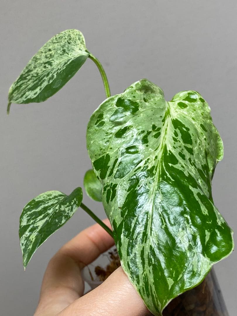 ②【セール‼️】モンステラ　デリシオーサ　バルバソー　フシギダネ/ ベトシオーサ