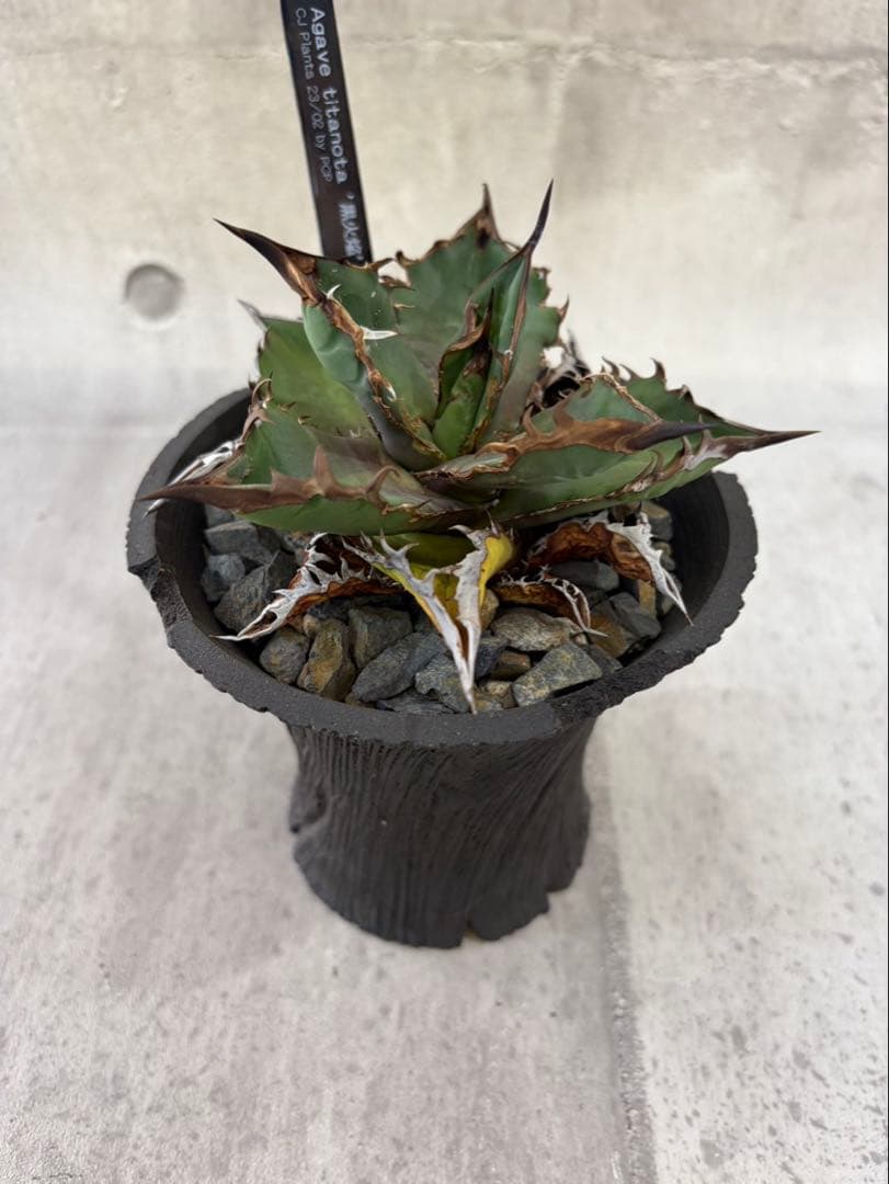 アガベ チタノタ 黒火焔 ブラックファイヤー cjplants Kikko 鉢付