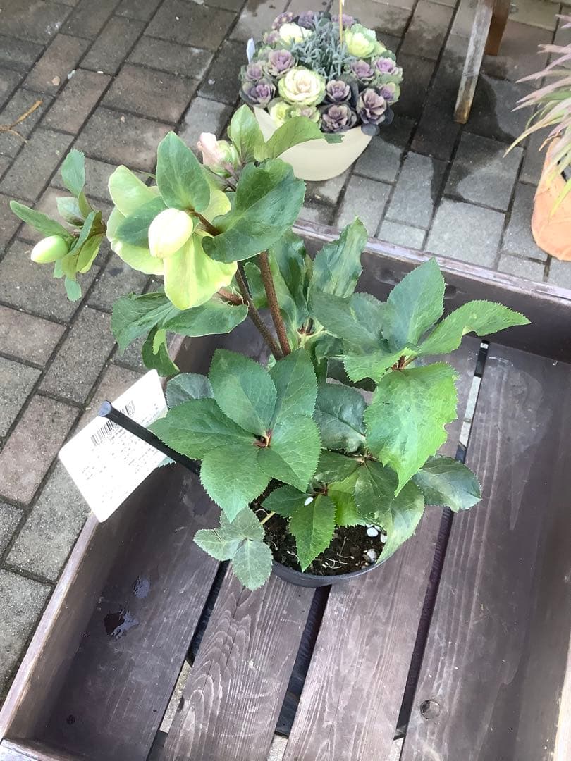 さかえ‼️氷の薔薇シリーズ　クリスマスローズ＊ビアンコ