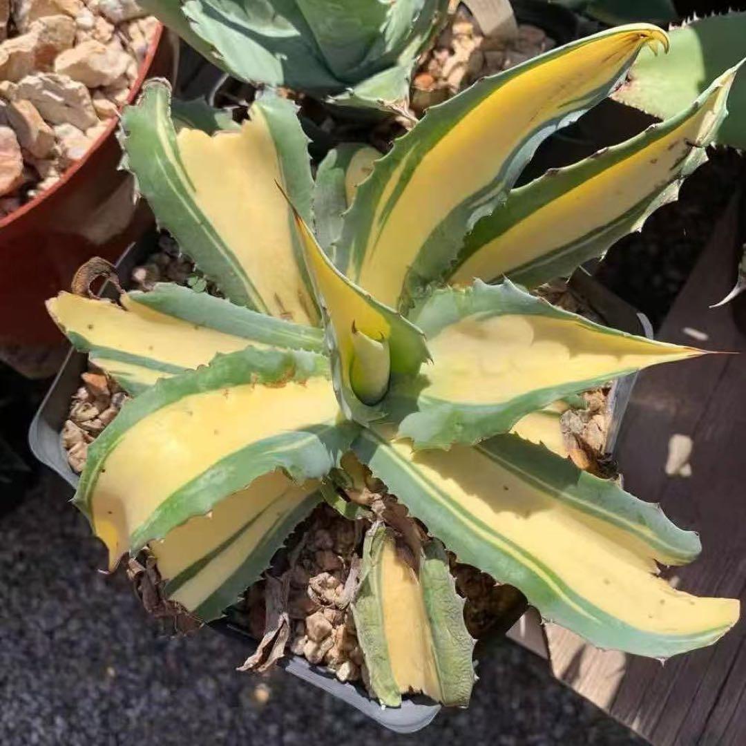 多肉植物アガベ オルカ 黄中斑