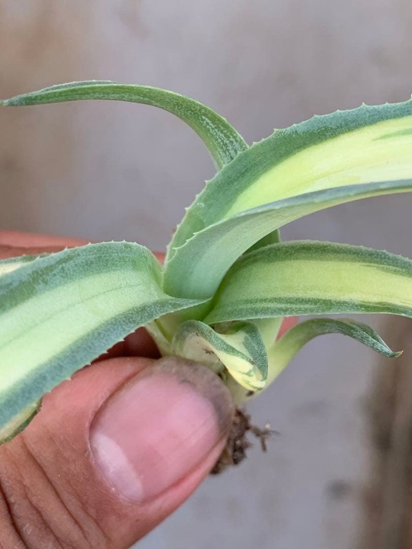 多肉植物アガベ オルカ 黄中斑