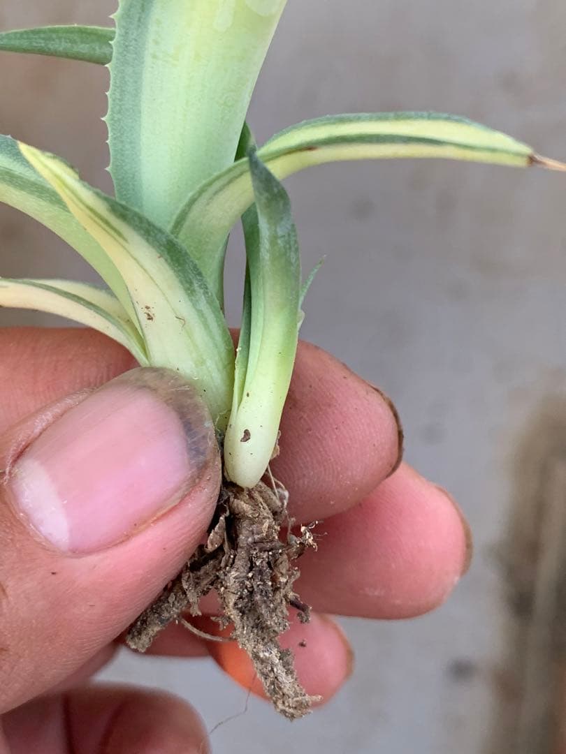 多肉植物アガベ オルカ 黄中斑