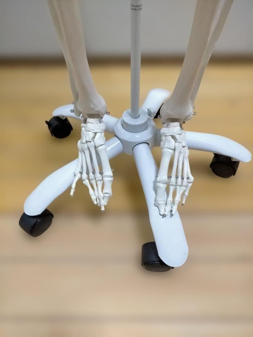 【送料無料】美品 3B Scientific 等身大 骨格模型 スタンド付