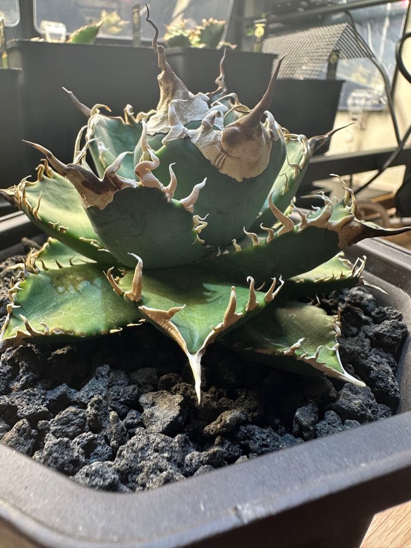 アガベ　オテロイ　レジェンド　親株出品