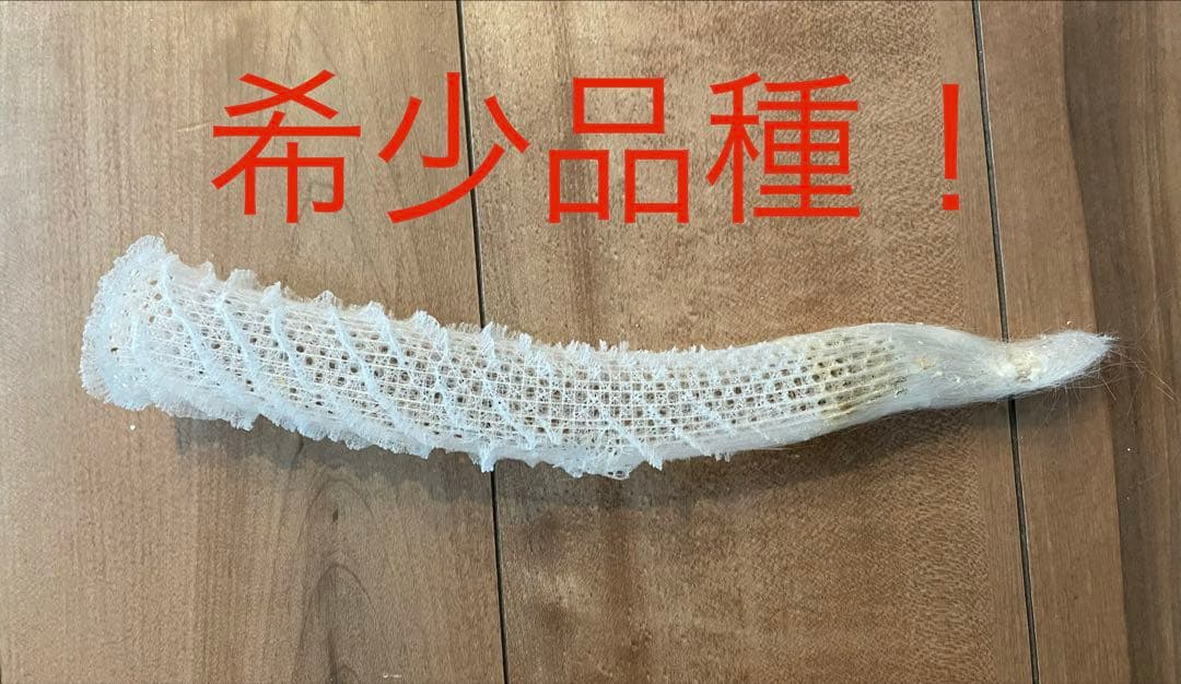 カイロウドウケツ　標本