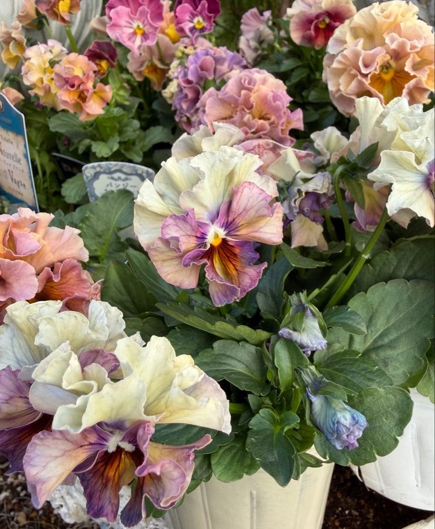 goma様　フェデネージュ　グリム　魔法使いのドレス