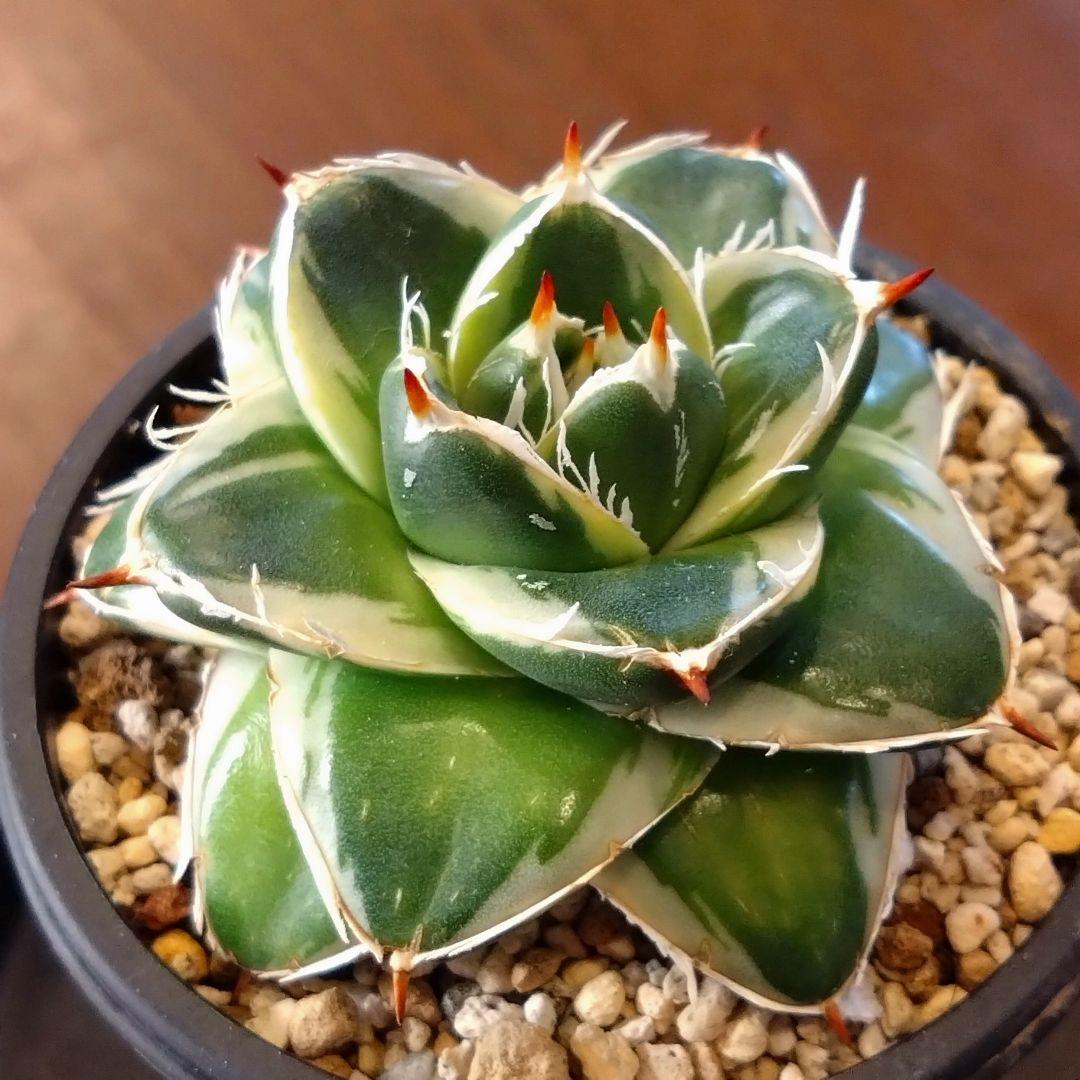 アガベ　ピンキー　子株付き　鉢ごと 安心のメルカリ便