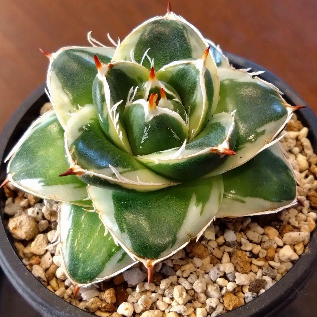 アガベ　ピンキー　子株付き　鉢ごと 安心のメルカリ便