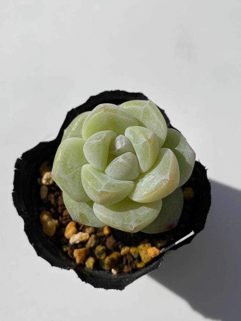 多肉植物　アイスグリーン