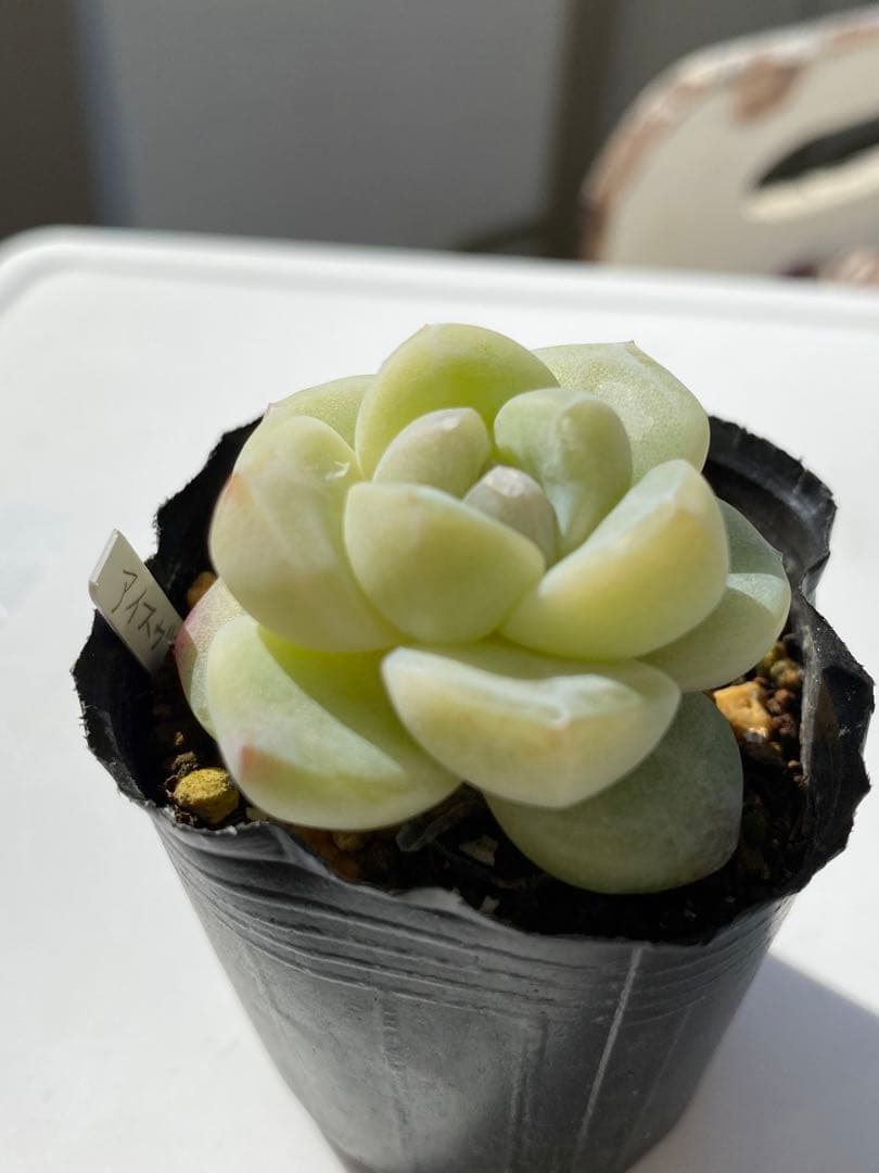 多肉植物　アイスグリーン