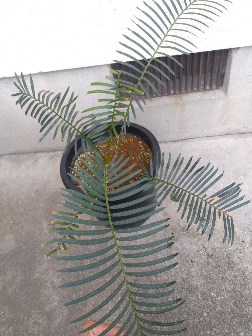 サイカス　タイシルバー　10号鉢つき　希少種❗葉6枚❗